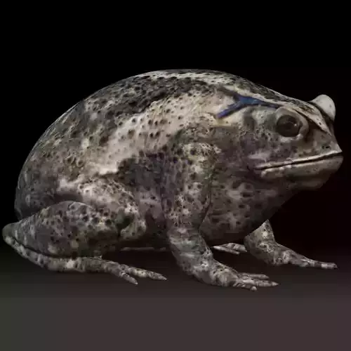 Cane Toad frog Low-poly 3D model