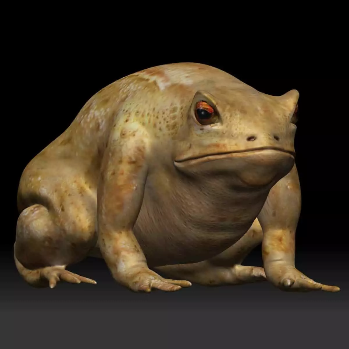 Cane Toad bullfrog Low-poly 3D model_0