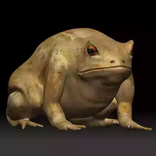 Cane Toad bullfrog Low-poly 3D model