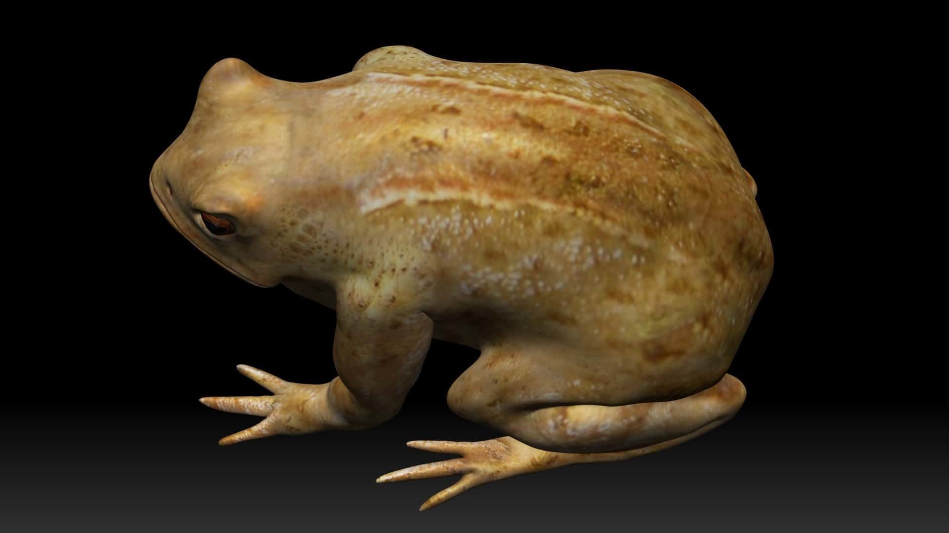 Cane Toad bullfrog Low-poly 3D model_5