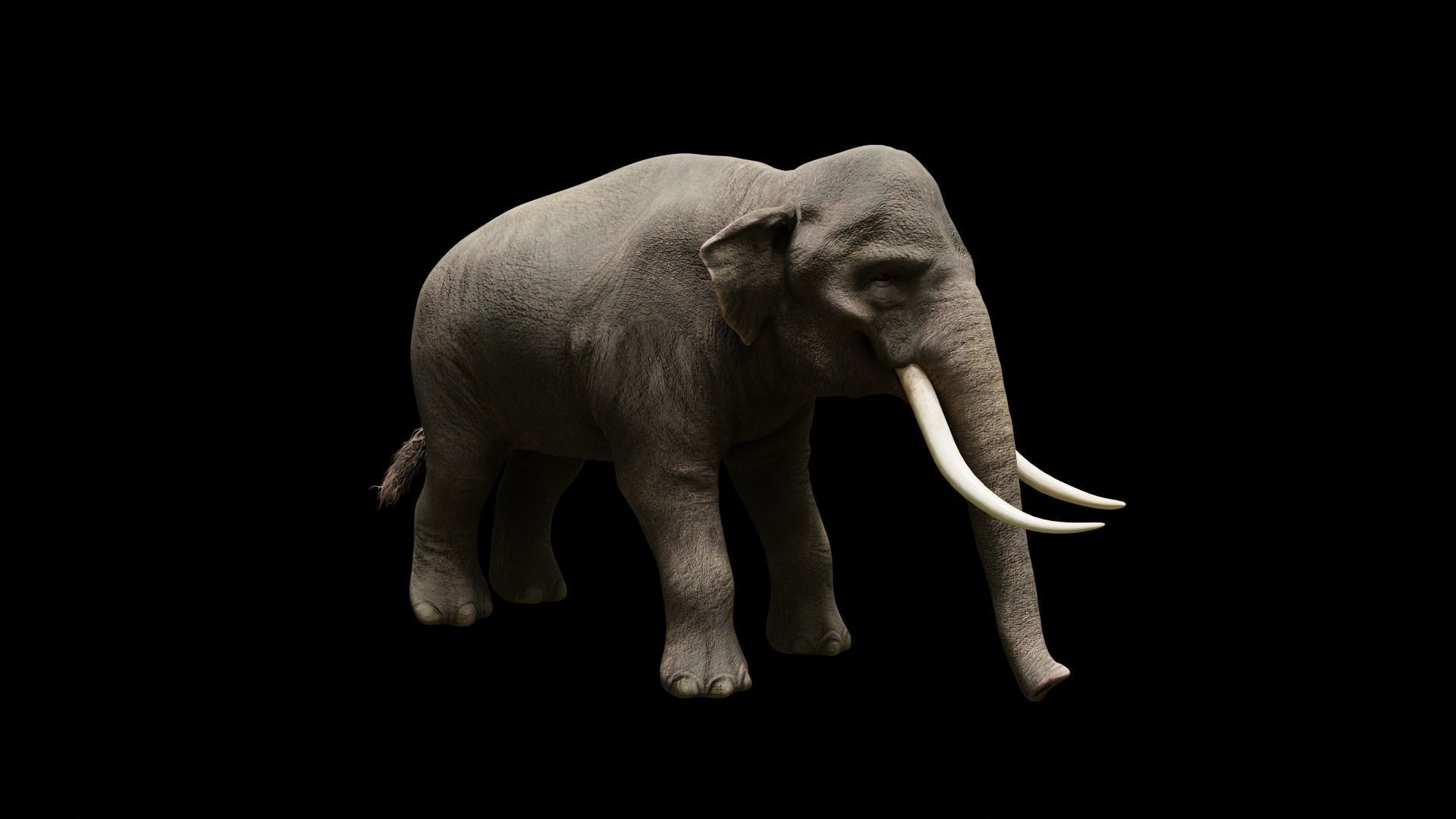 Asian elephant Low-poly 3D model_8