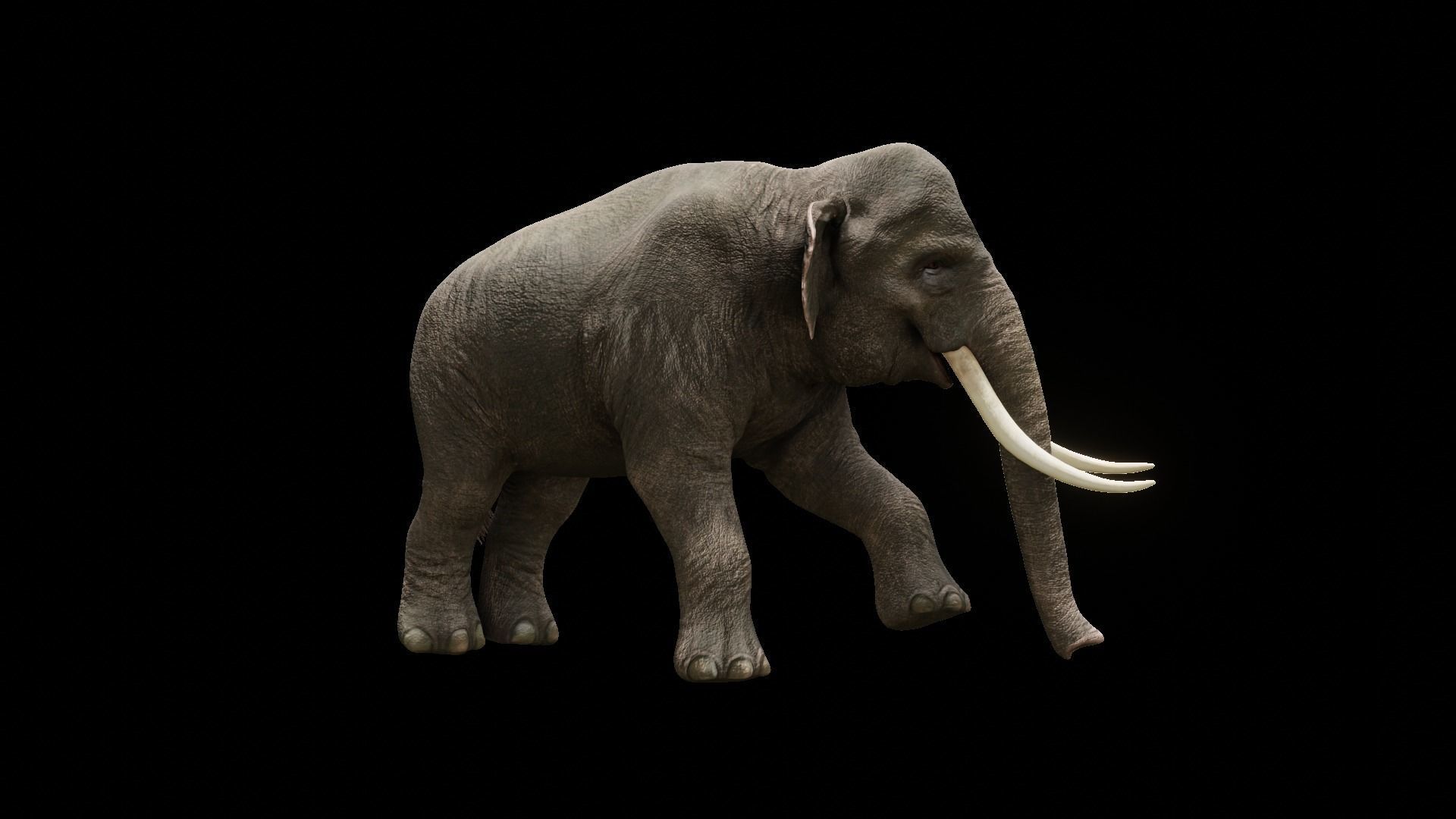 Asian elephant Low-poly 3D model_32
