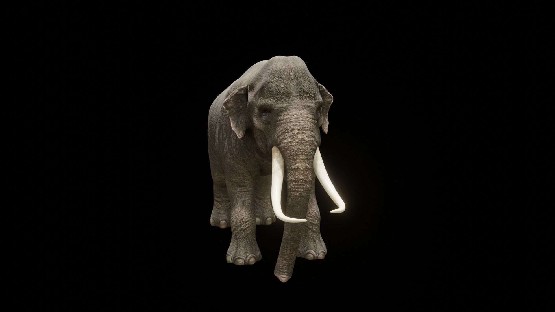 Asian elephant Low-poly 3D model_29