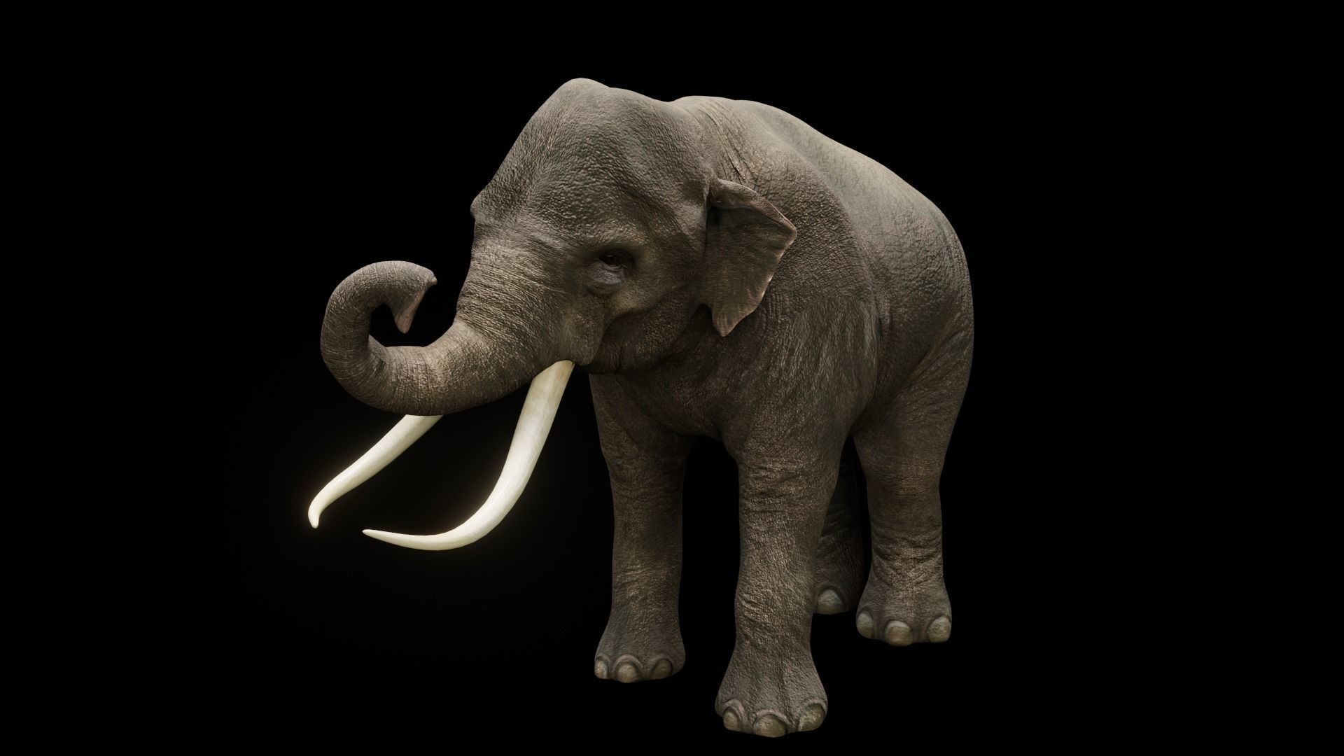 Asian elephant Low-poly 3D model_7