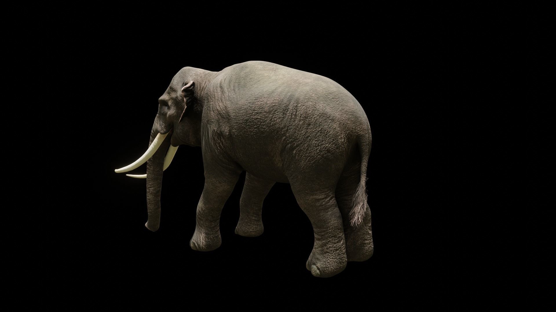 Asian elephant Low-poly 3D model_33