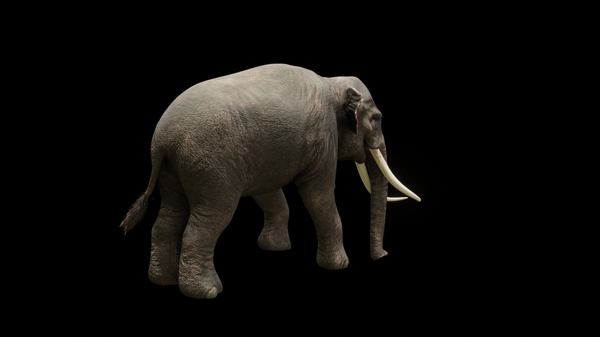 Asian elephant Low-poly 3D model_9