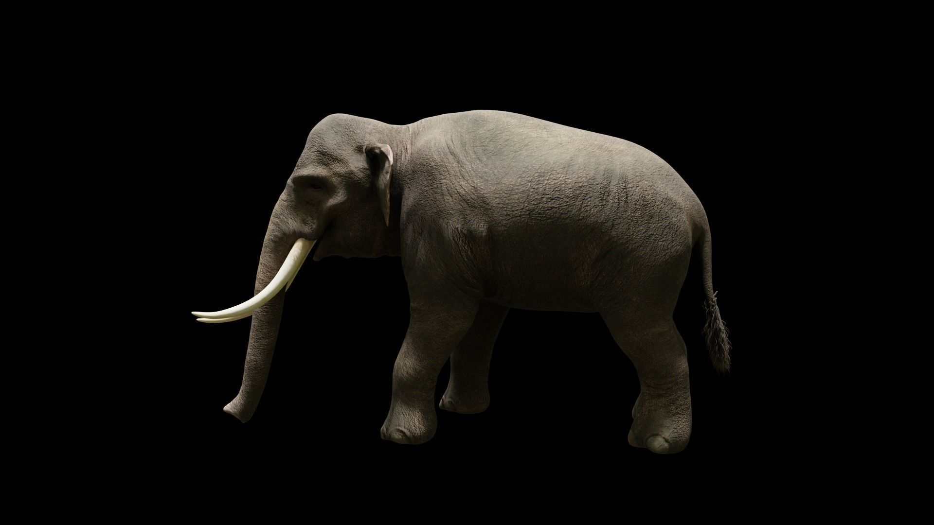 Asian elephant Low-poly 3D model_12
