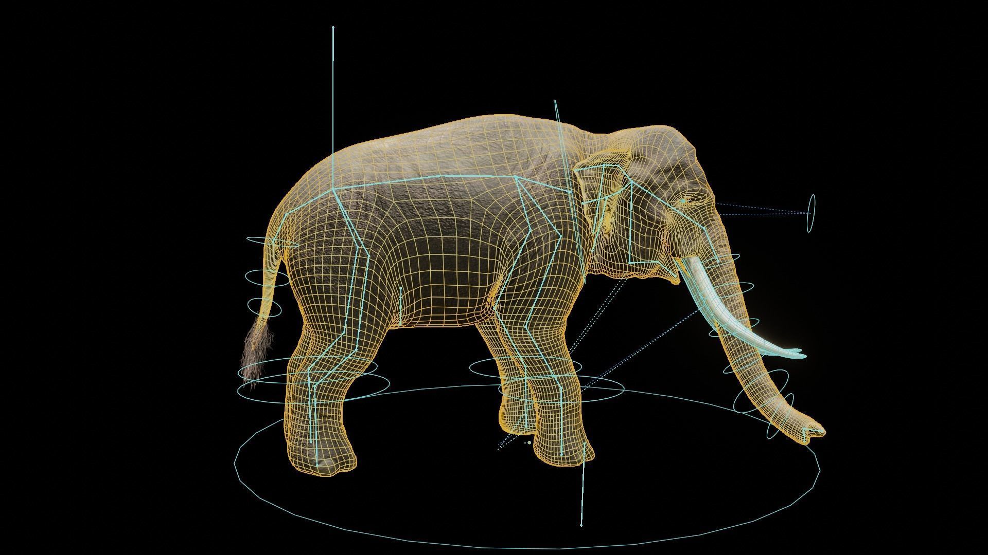 Asian elephant Low-poly 3D model_17