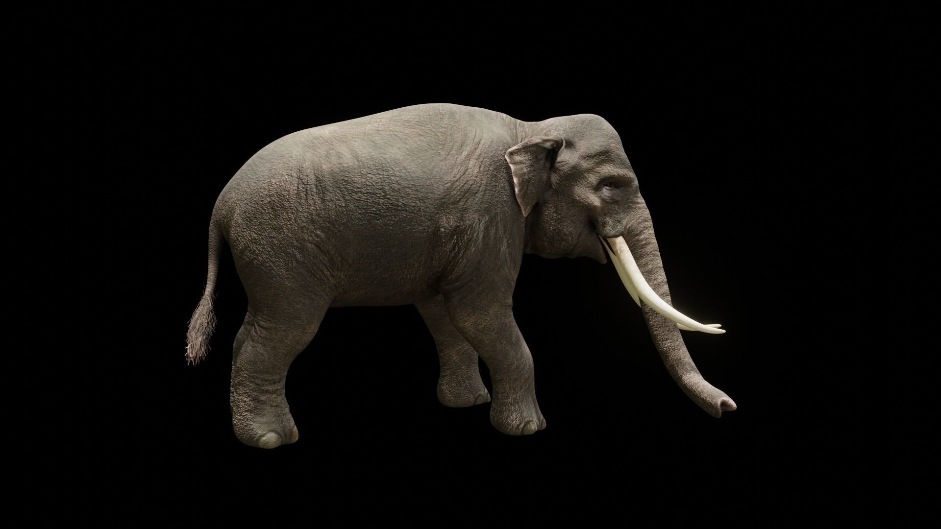 Asian elephant Low-poly 3D model_31
