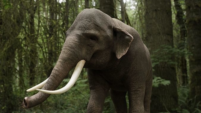 Asian elephant Low-poly 3D model