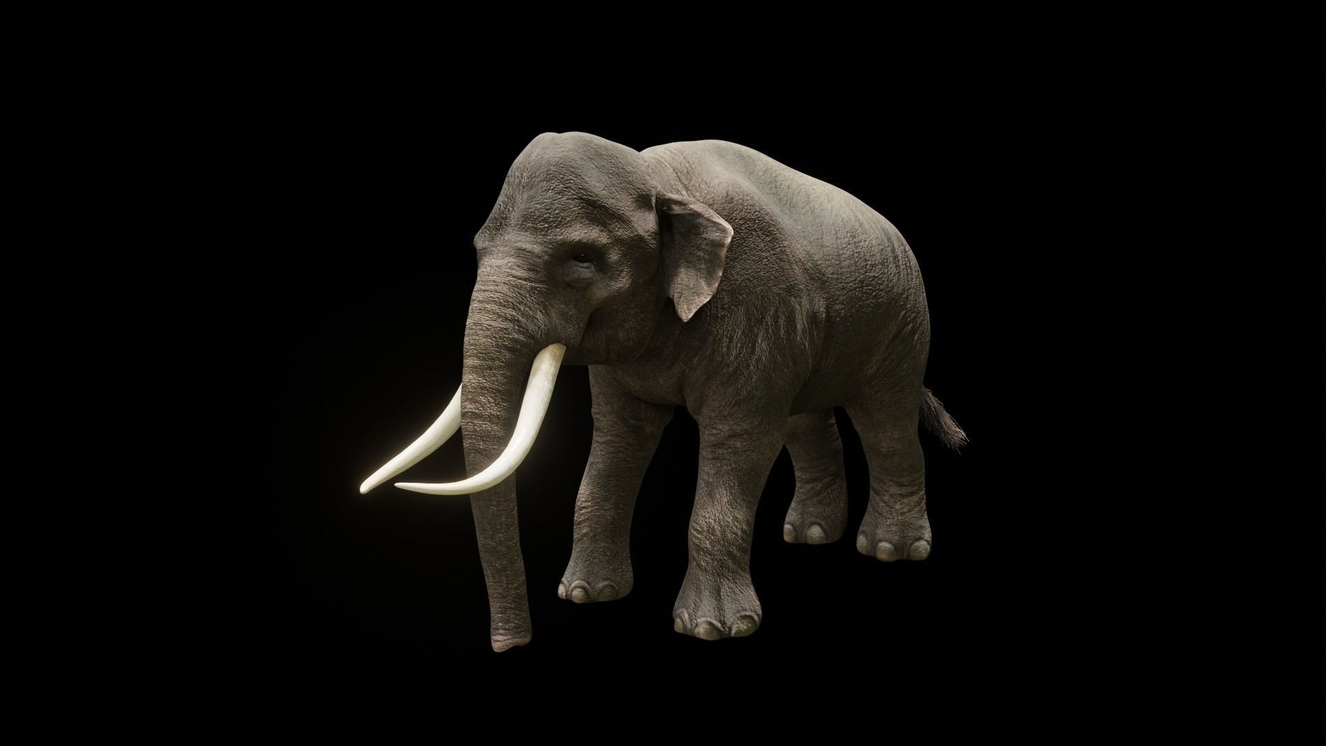 Asian elephant Low-poly 3D model_10