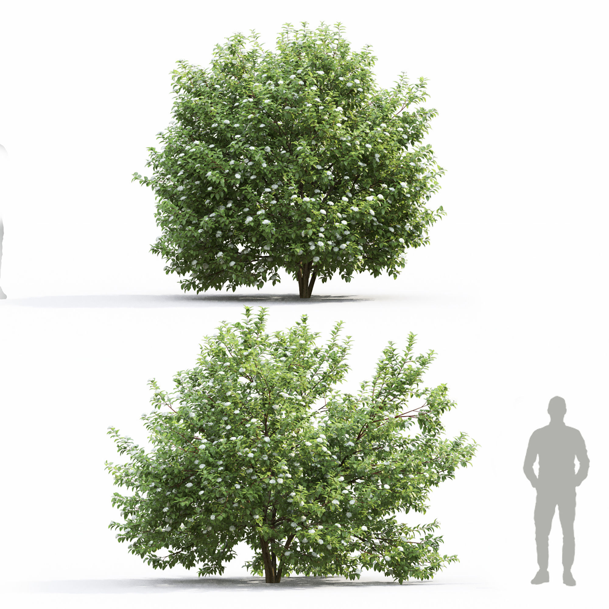 Cornus Alba flowering 01 3D model_1