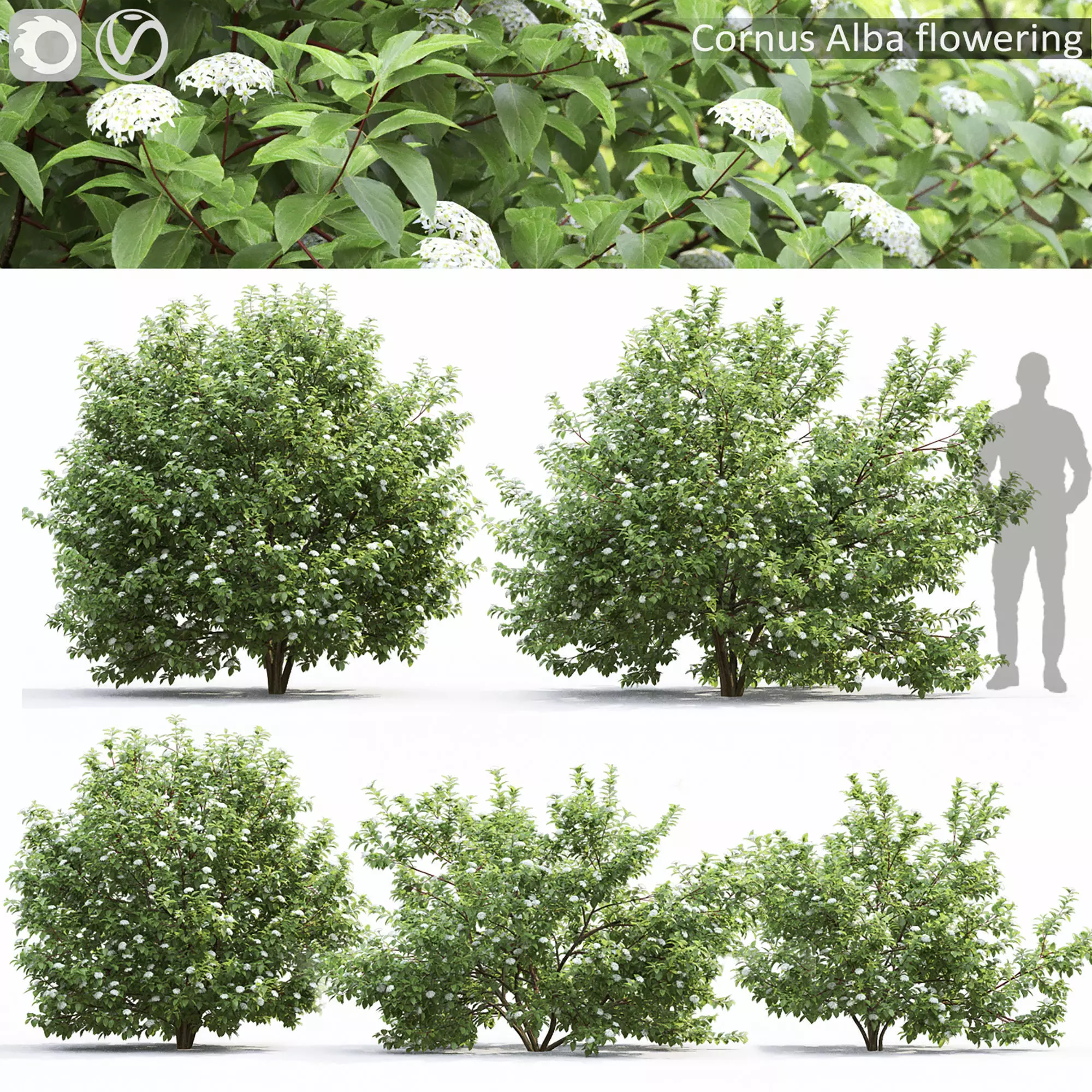 Cornus Alba flowering 01 3D model_0