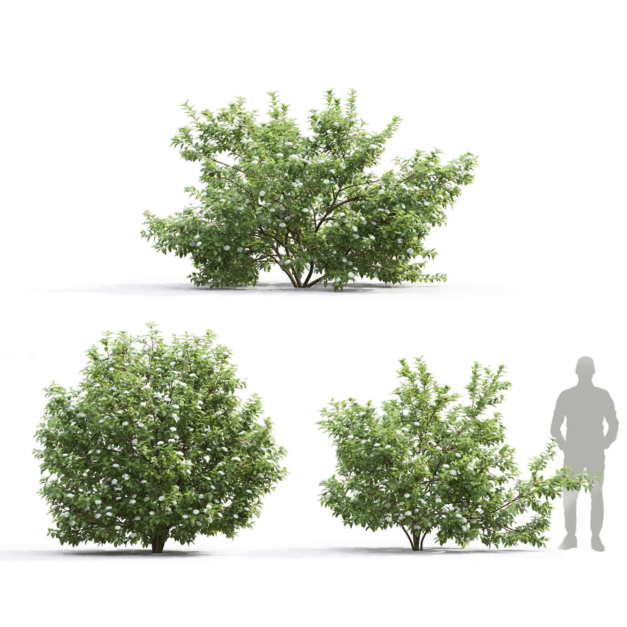 Cornus Alba flowering 01 3D model_2