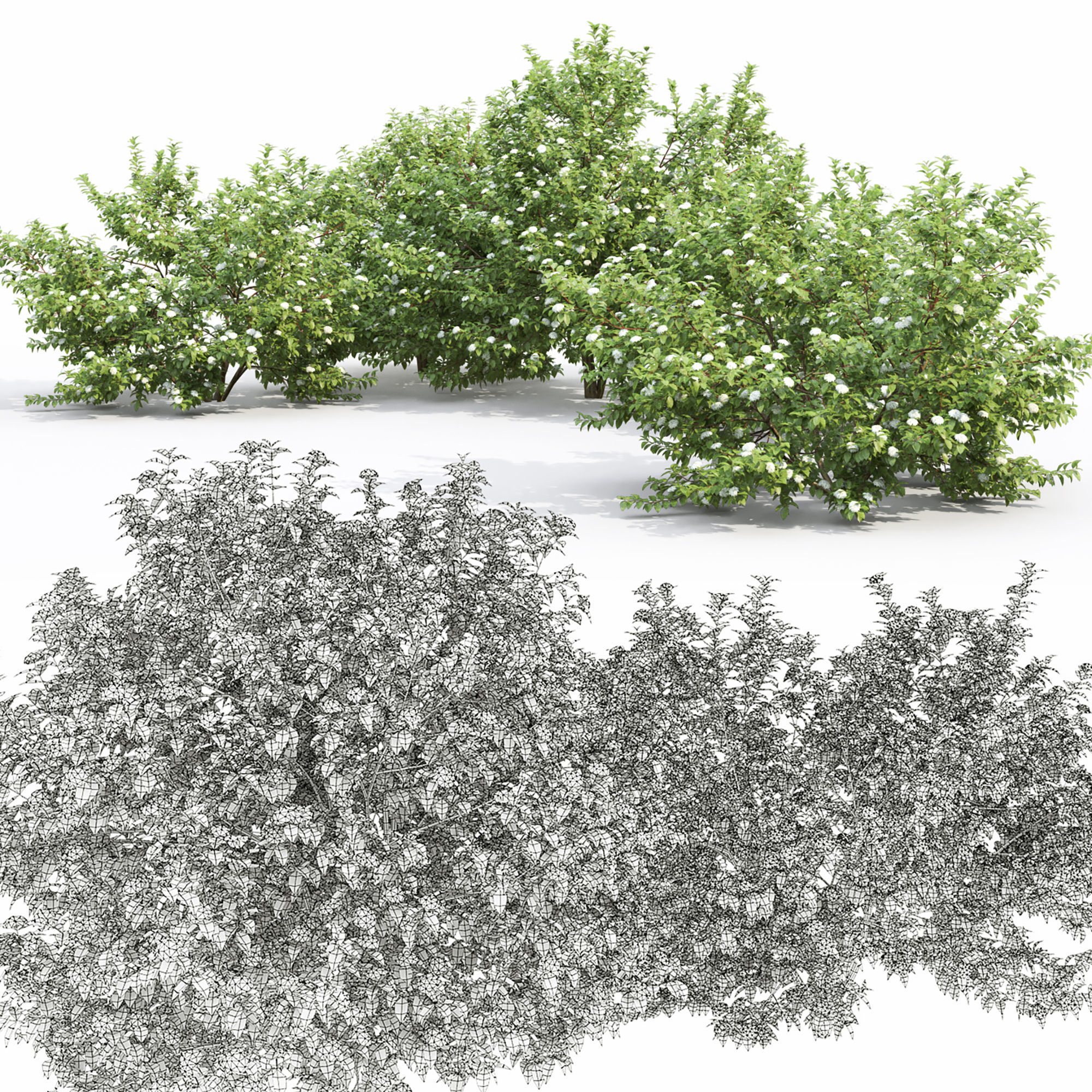 Cornus Alba flowering 01 3D model_4