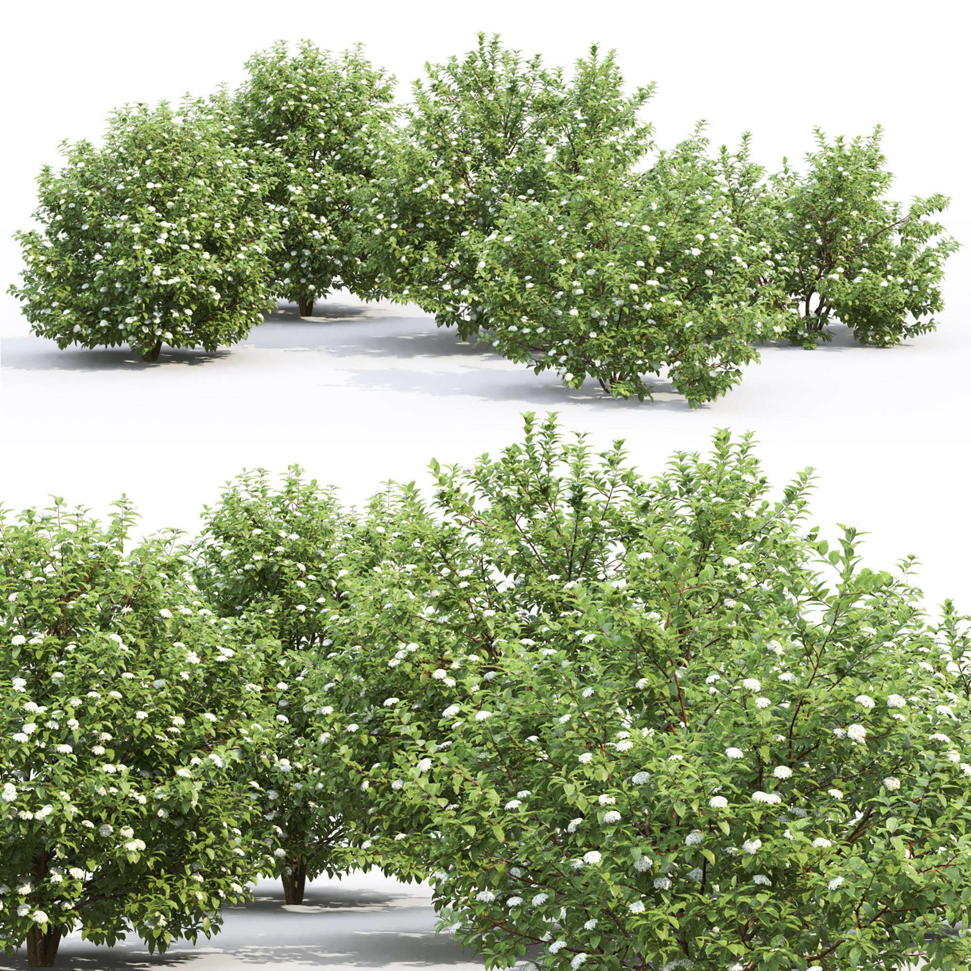 Cornus Alba flowering 01 3D model_3