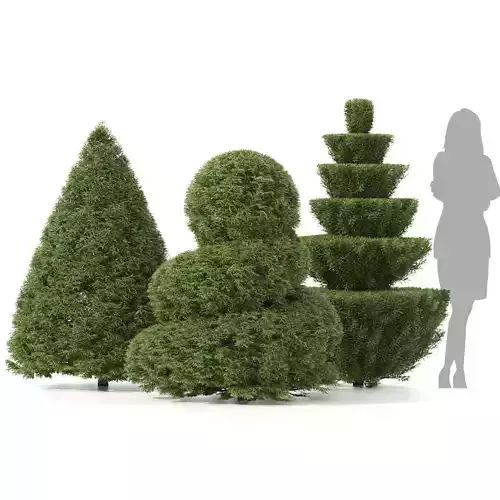 3 Shaped Yew Bush 03