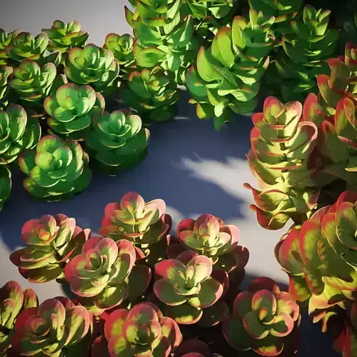 XfrogPlants Flapjacks - Kalanchoe Luciae