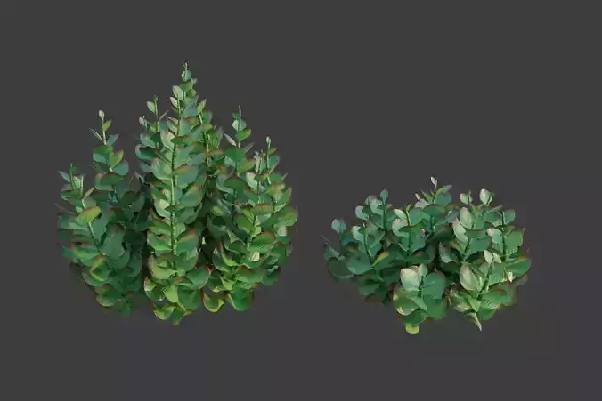 XfrogPlants Paddle Plant - Kalanchoe Thyrisiflora 3D model