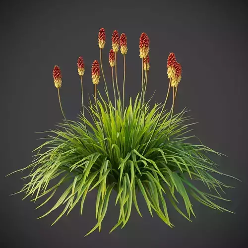 XfrogPlants Torch Lily - Kniphofia Uvaria  3D model