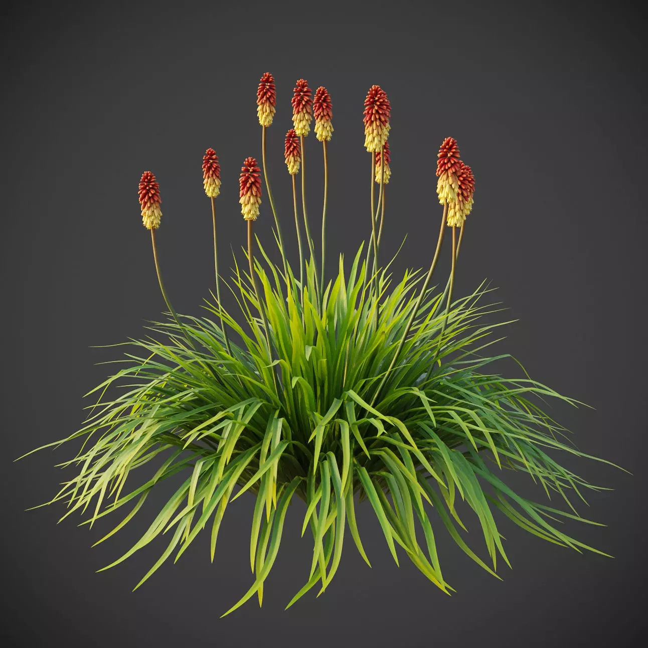 XfrogPlants Torch Lily - Kniphofia Uvaria 3D model