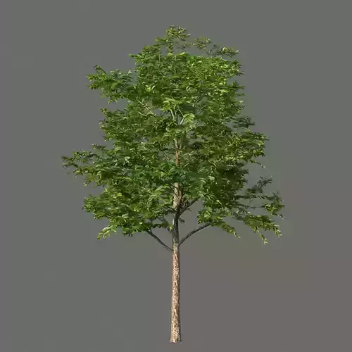 XfrogPlants Black Ironwood - Krugiodendron Ferreum  3D model