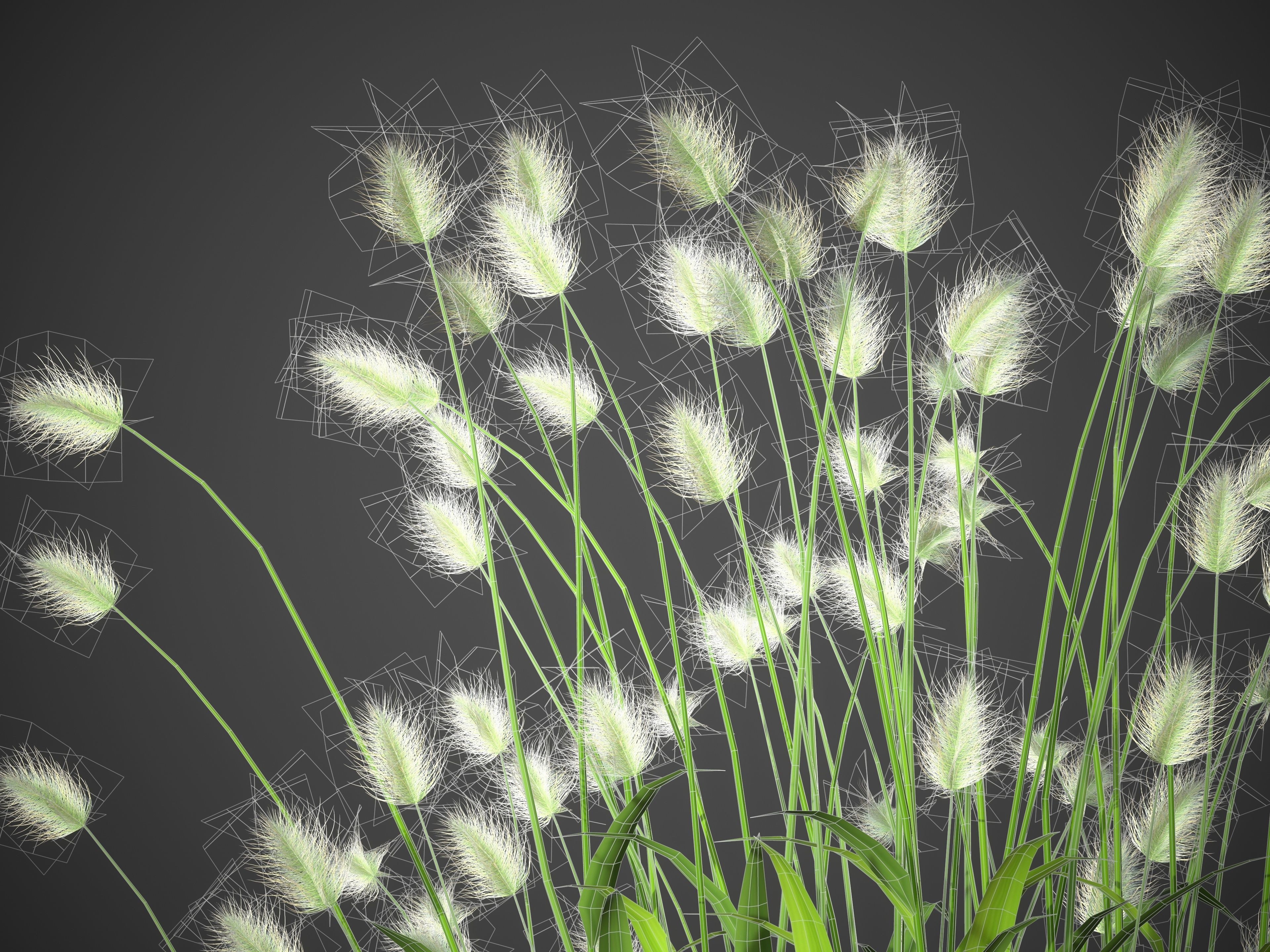 XfrogPlants Bunnytail - Lagarus Ovatus  3D model_5