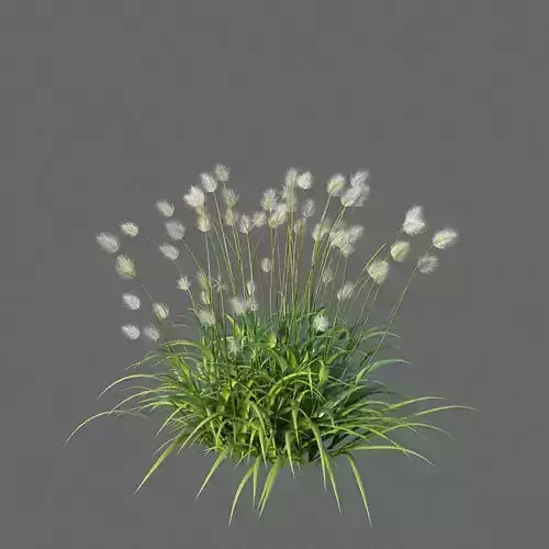 XfrogPlants Bunnytail - Lagarus Ovatus  3D model