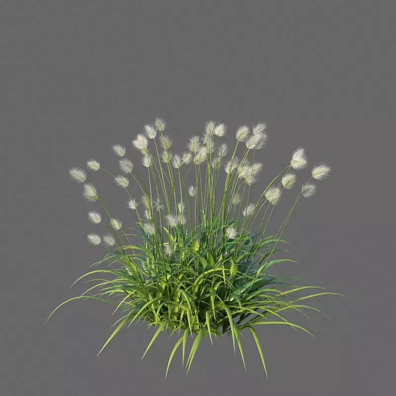 XfrogPlants Bunnytail - Lagarus Ovatus  3D model_0