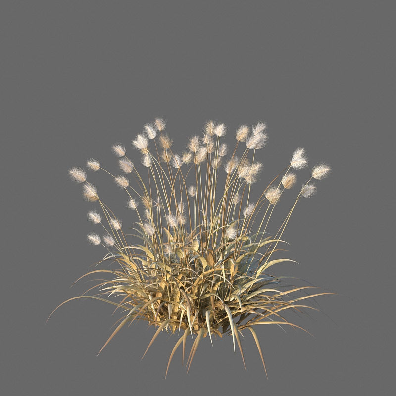XfrogPlants Bunnytail - Lagarus Ovatus  3D model_2