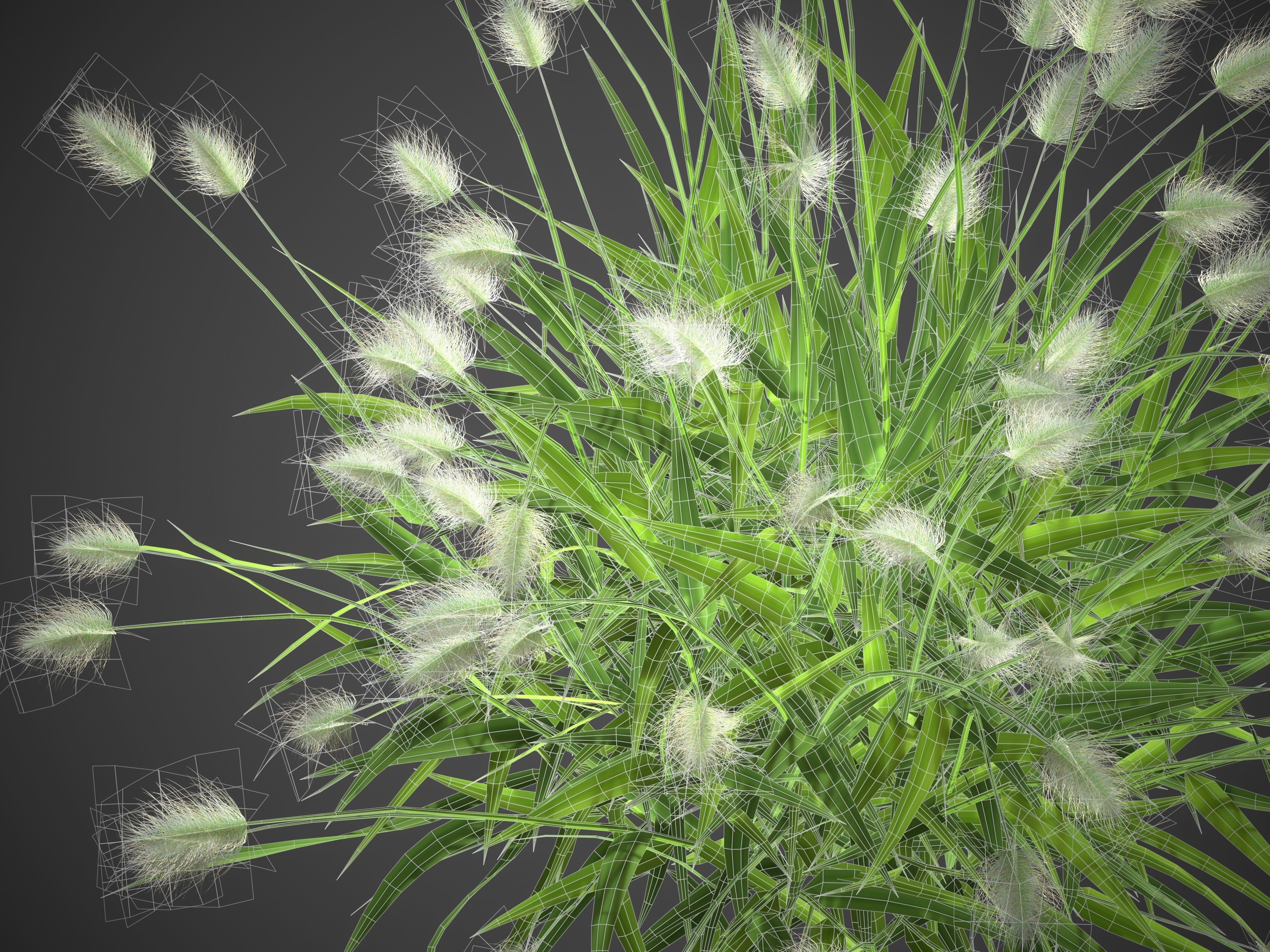 XfrogPlants Bunnytail - Lagarus Ovatus  3D model_4
