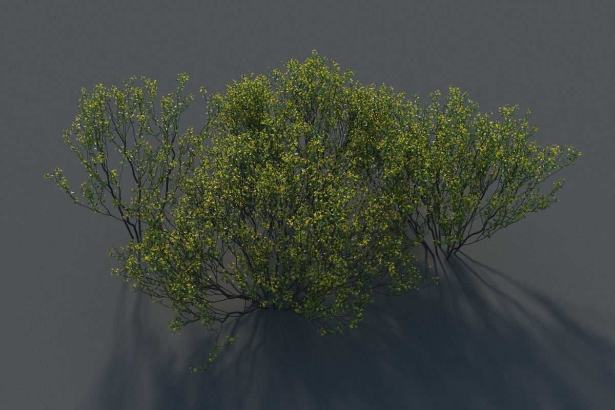 XfrogPlants Cresote Bush - Larrea Tridentata 3D model_4