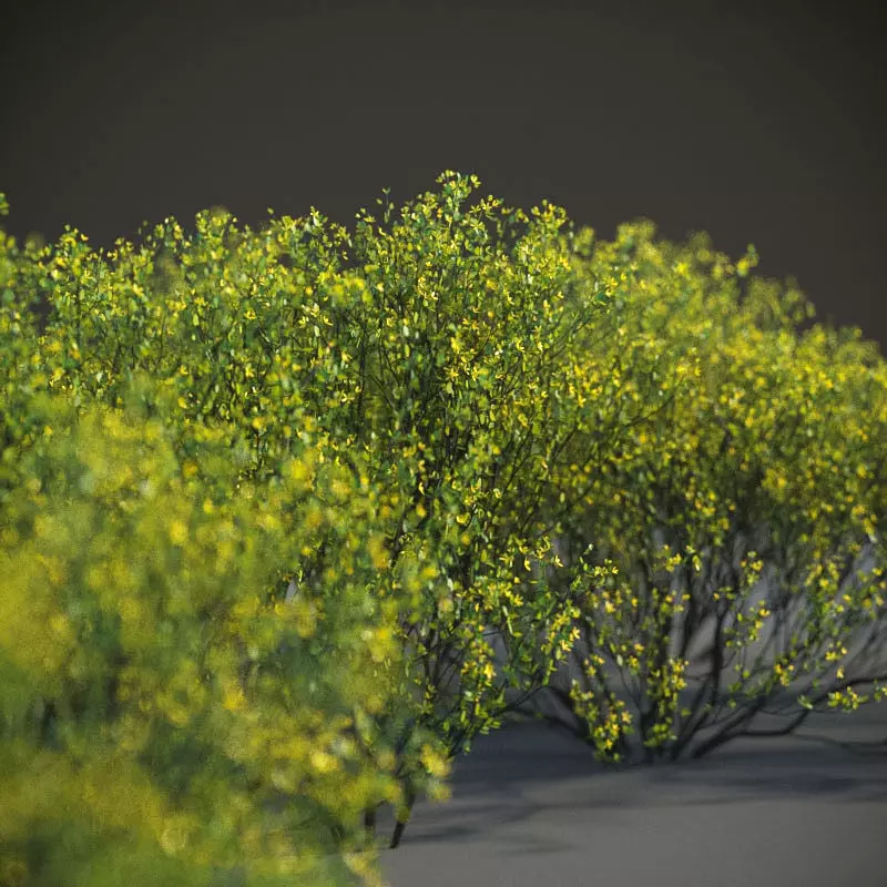 XfrogPlants Cresote Bush - Larrea Tridentata 3D model_0