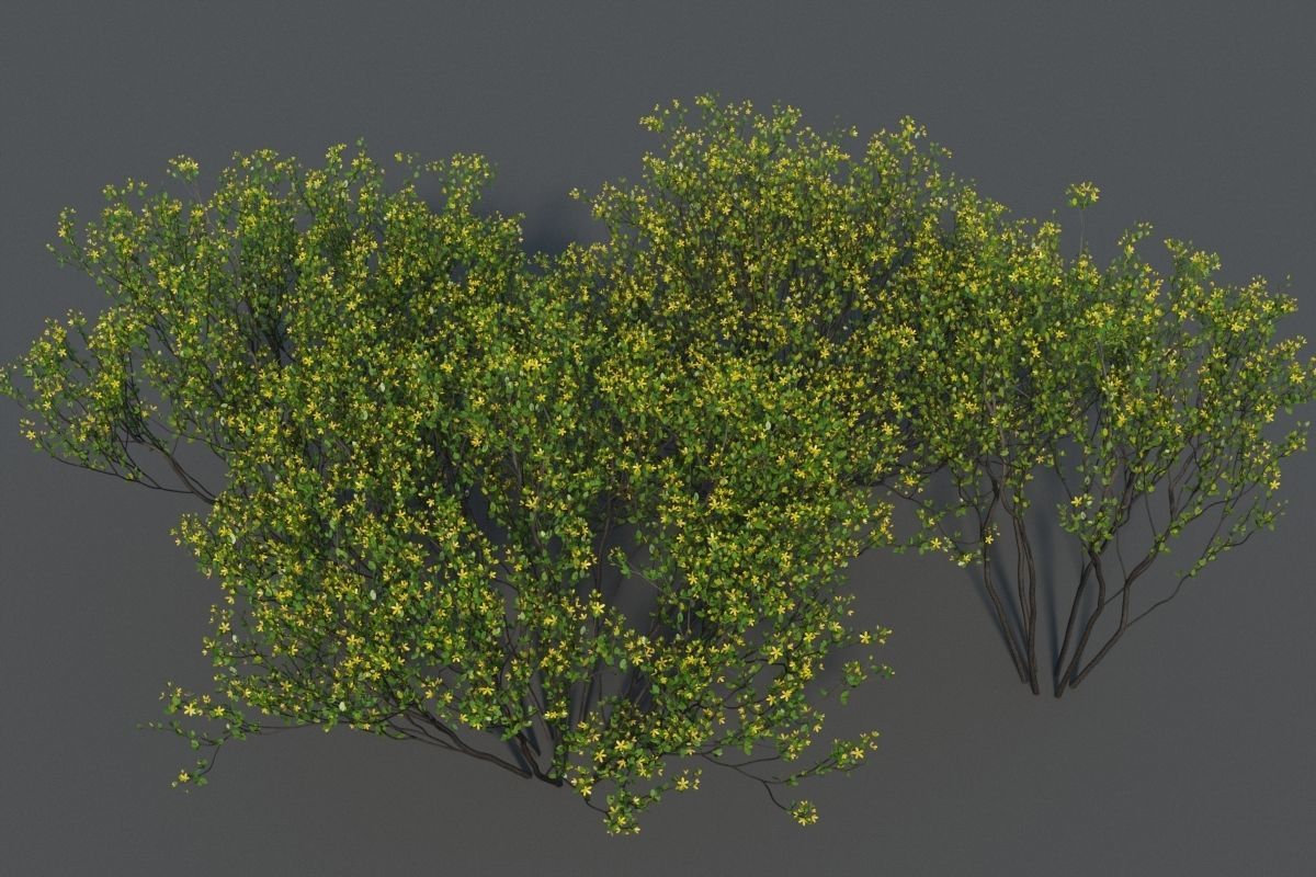 XfrogPlants Cresote Bush - Larrea Tridentata 3D model_2