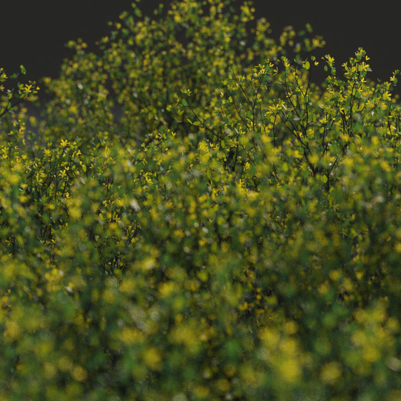 XfrogPlants Cresote Bush - Larrea Tridentata 3D model_6