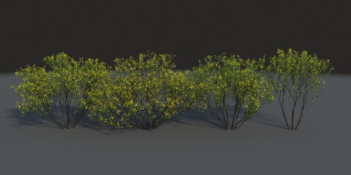XfrogPlants Cresote Bush - Larrea Tridentata 3D model_3