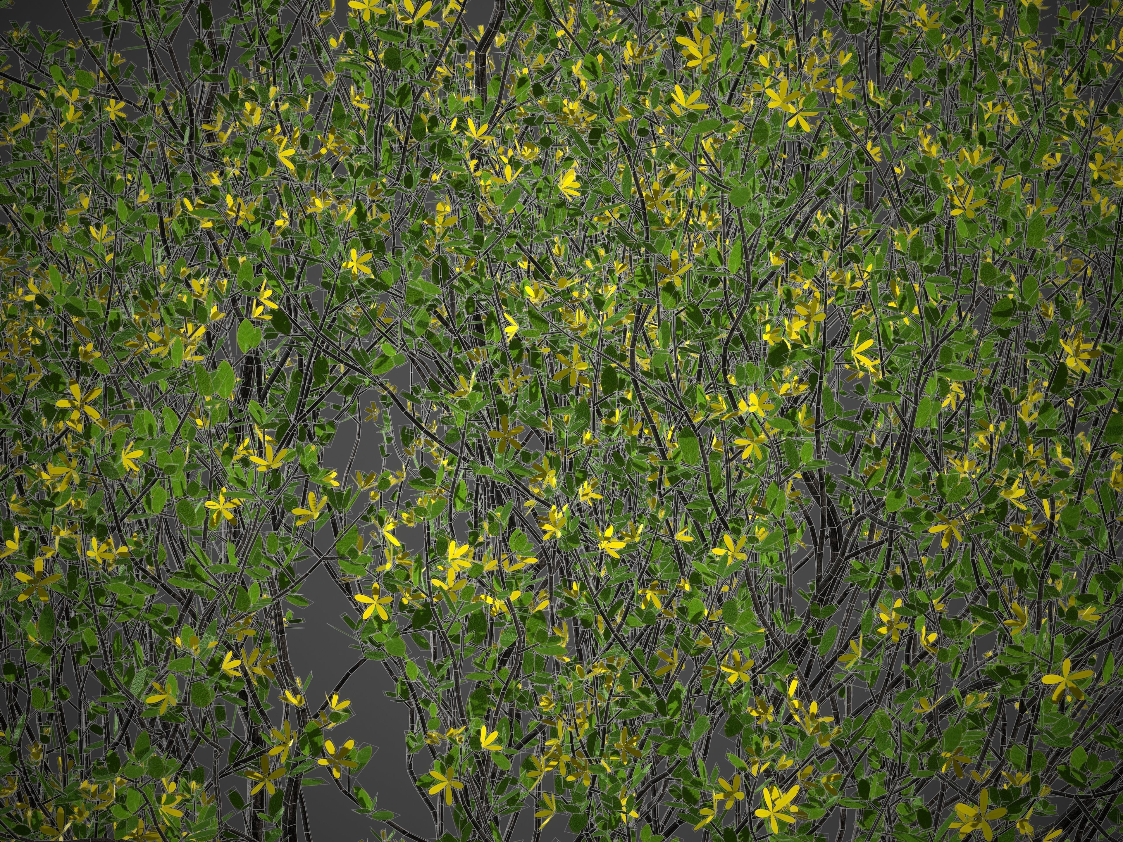 XfrogPlants Cresote Bush - Larrea Tridentata 3D model_7