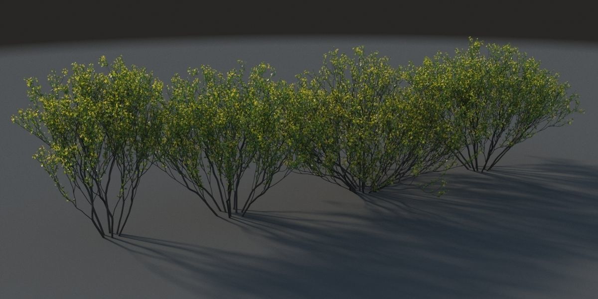 XfrogPlants Cresote Bush - Larrea Tridentata 3D model_5