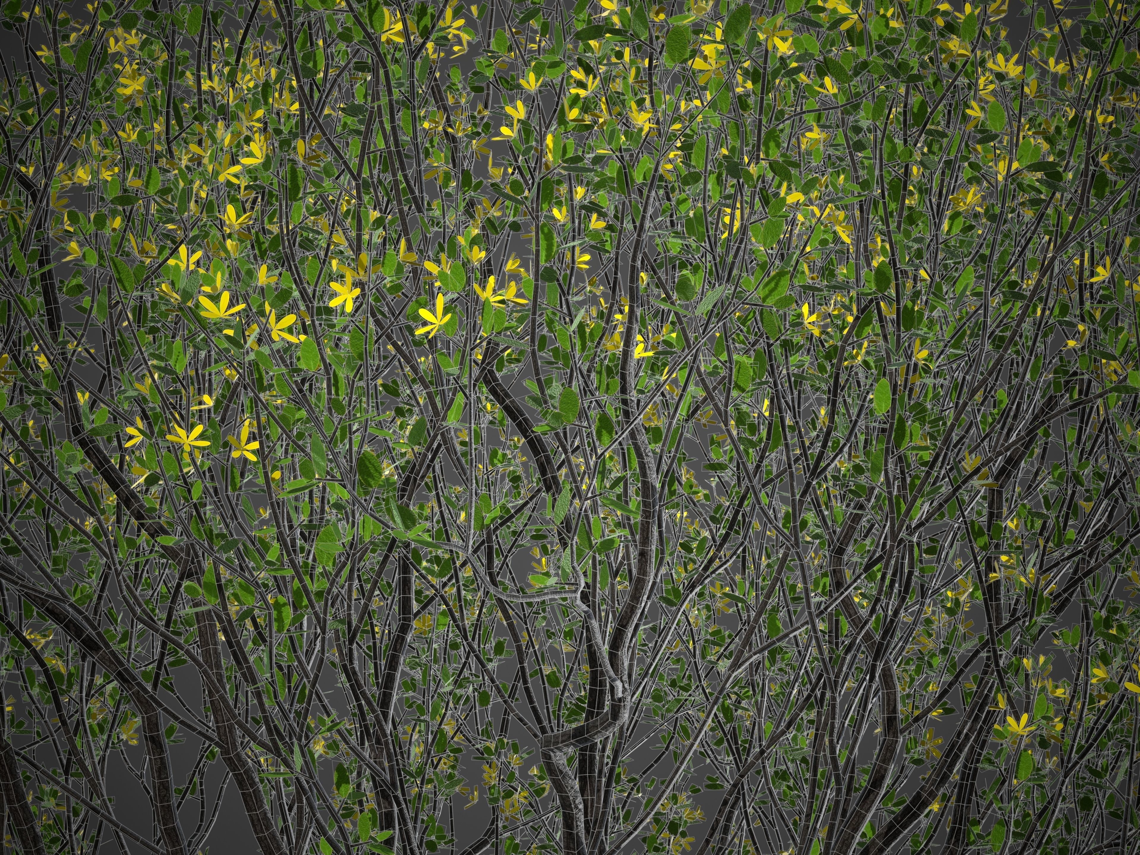 XfrogPlants Cresote Bush - Larrea Tridentata 3D model_8