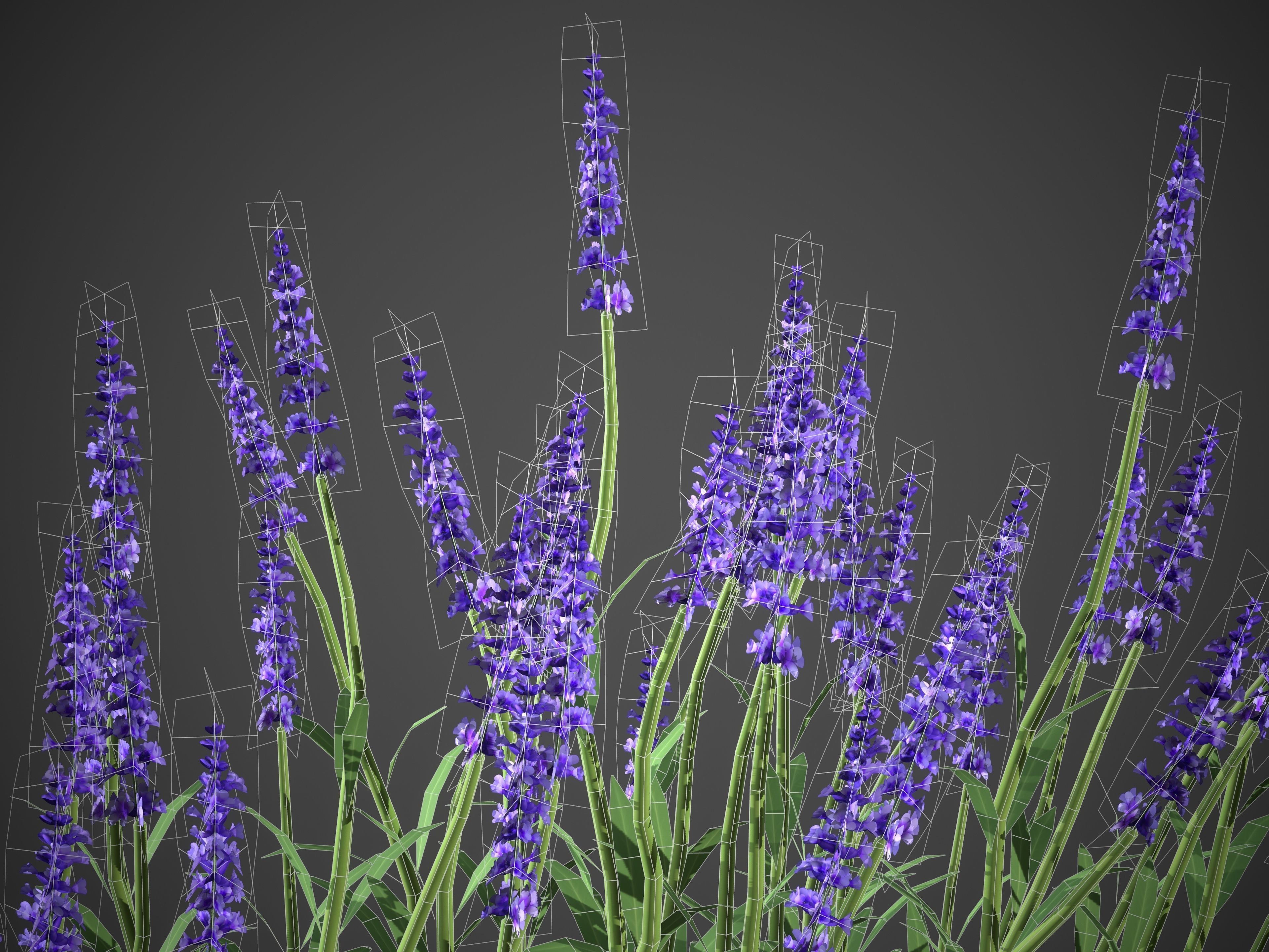 XfrogPlants Lavender - Lavandula Angustifolia 3D model_4