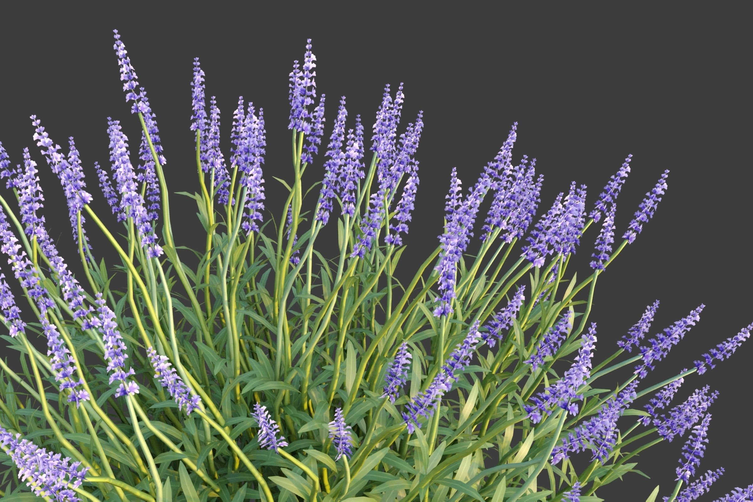 XfrogPlants Lavender - Lavandula Angustifolia 3D model_2