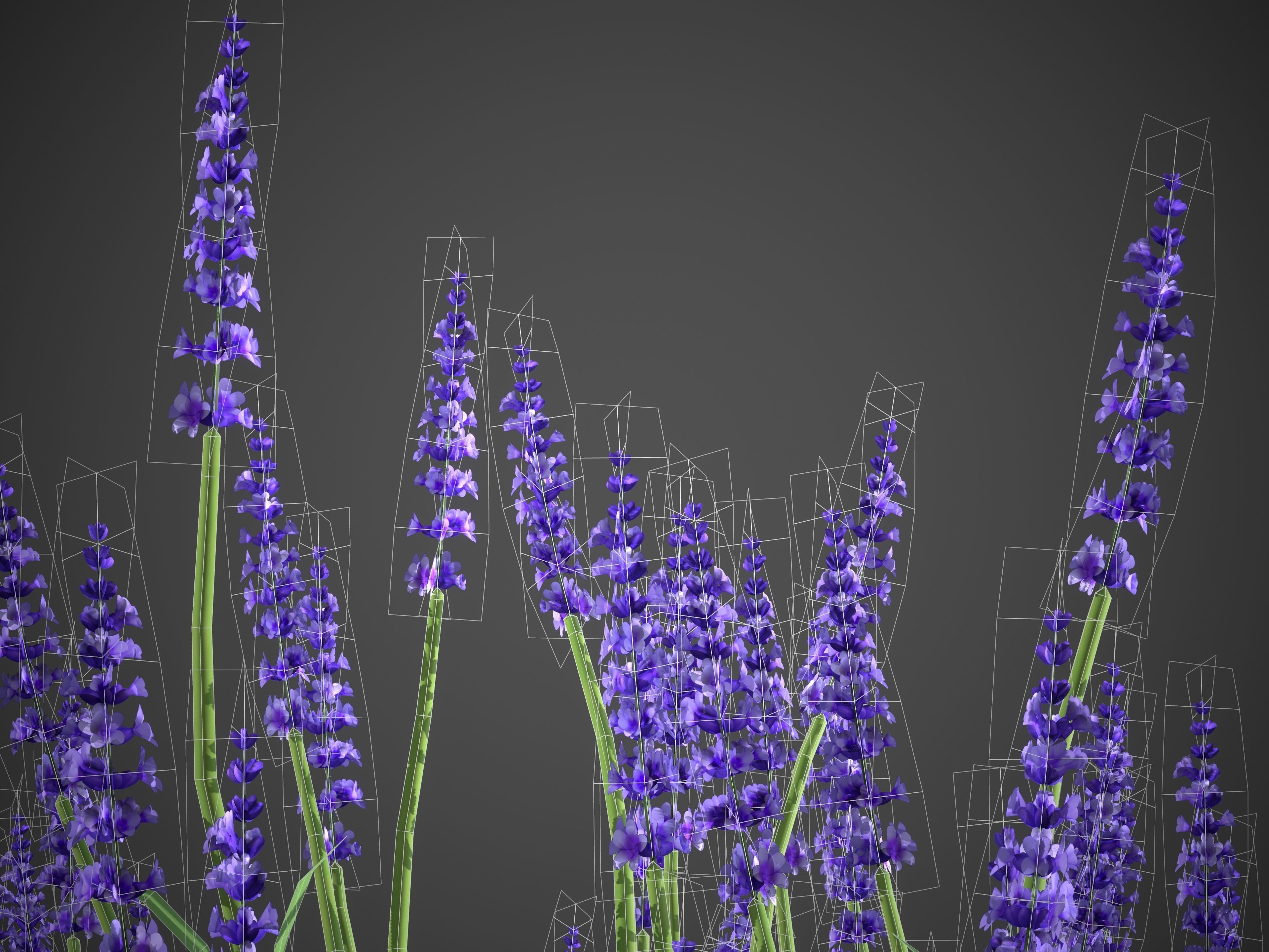 XfrogPlants Lavender - Lavandula Angustifolia 3D model_5