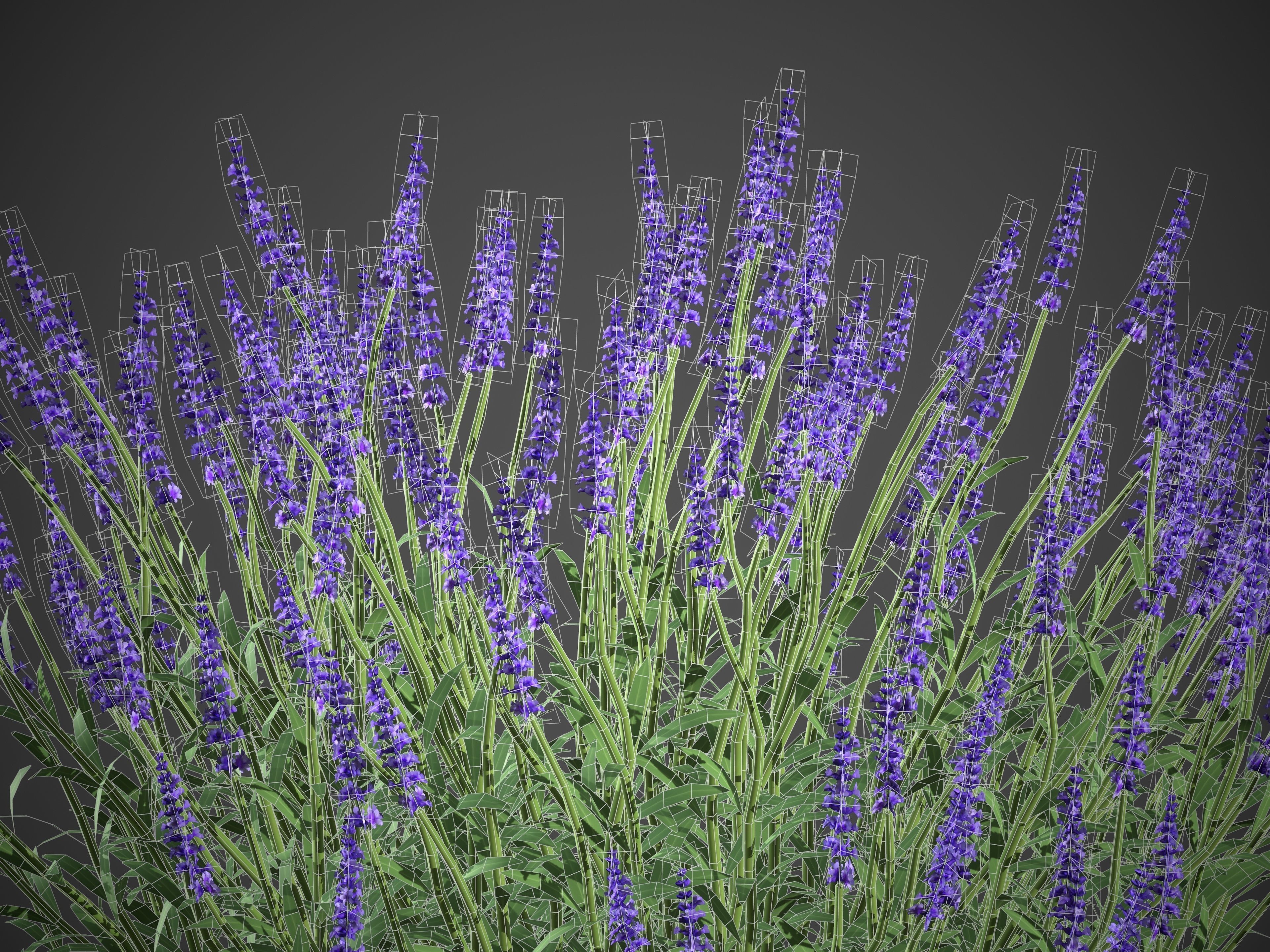 XfrogPlants Lavender - Lavandula Angustifolia 3D model_3