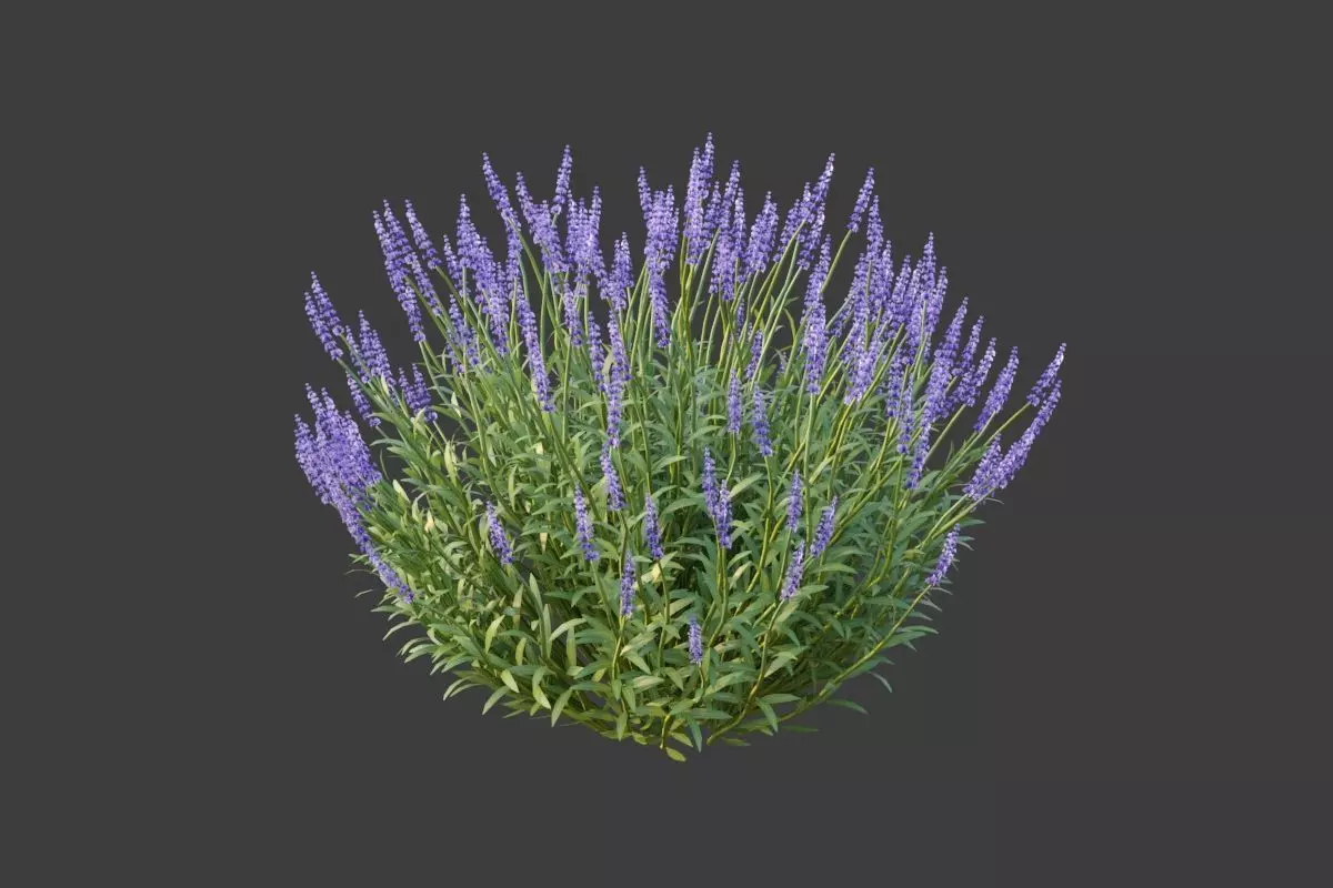 XfrogPlants Lavender - Lavandula Angustifolia 3D model_0
