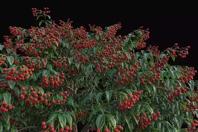 XfrogPlants Lychee - Litchi Chinensis 