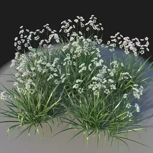 XfrogPlants Luzula Nivea 3D model