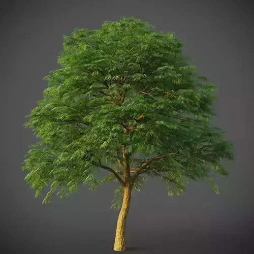 XfrogPlants Lysiloma Sabicu