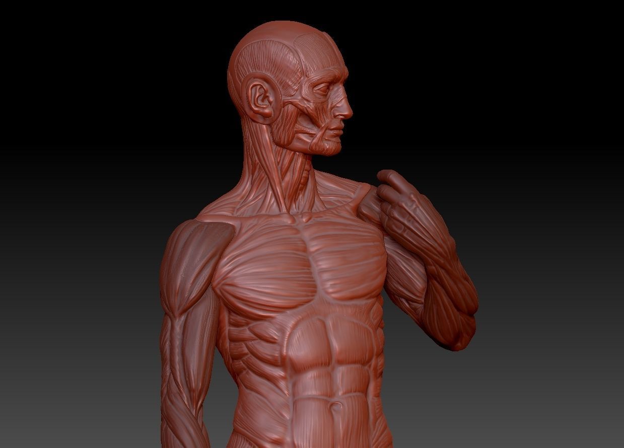 David muscle  3D print model_2