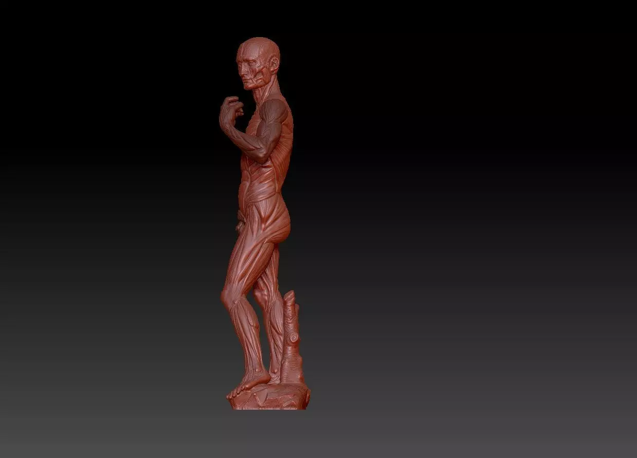 David muscle  3D print model_0