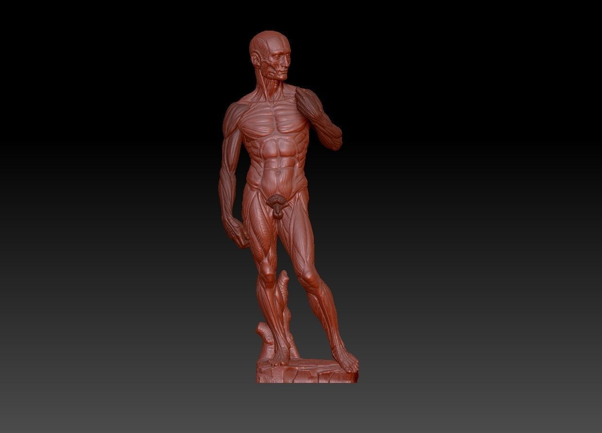 David muscle  3D print model_1